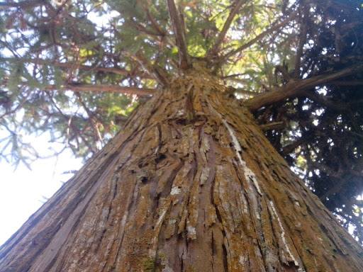 Một số đặc điểm của cây gỗ Ngọc Am